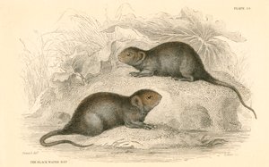 Wasserratte Arvicola terrestris, auch bekannt als schwarze Wasserratte, 1828