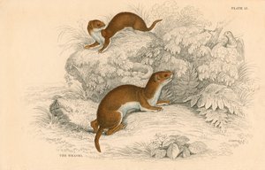 Wiesel Putorius nivalis, das kleinste europäische Raubtier, 1828