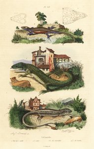 Westliche Smaragdeidechse, Mauereidechse und Waldeidechse
