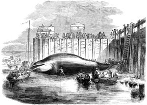 Wal im Thames gefangen, Grays, Essex, 19. Jahrhundert