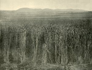 Weizenfeld, Canning Downs, Queensland, 1901 von Unbekannt