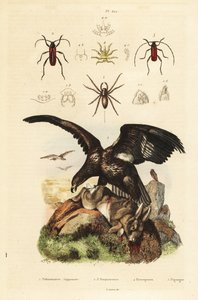 Seeadler und Beute, Wasserspinne, Purpuricenus-Käfer von Unbekannt