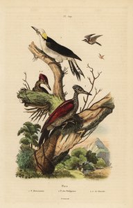 Weißspecht, Melanerpes candidus, Philippinenspecht, Yungipicus maculatus, männlich und weiblich von Unbekannt