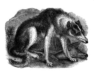 Wolfshund, 1848