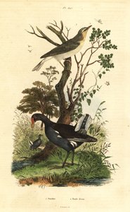 Waldlaubsänger, Phylloscopus sibilatrix, und Teichhuhn, Gallinula chloropus
