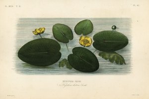 Gelbe Teichrose von Unbekannt