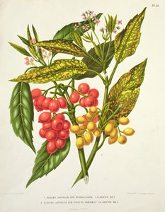 Aucuba japonica Hybrid Macrocarpa und Fructu variabili, von A. Koster (19. Jahrhundert) (Druck) von Unbekannt Unbekannt