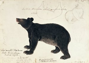 Zeichnung eines asiatischen Schwarzbären, Ursus Tibetanus, aus der zentralen Region des Himalaya von Unbekannt Unbekannt