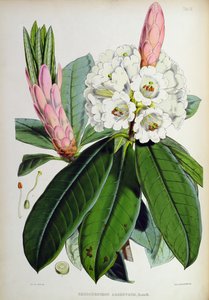 Rhododendron: Argenteum, aus 