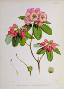 Rhododendron: Kandelaber, aus 