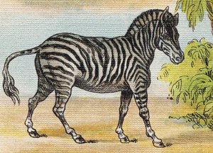 Ein Zebra. Gravur in "Alphabet de ma petite fille". Bernardin-Bechet und Fils, Buchhändler-Verleger, Paris, um 1895. von Unbekannt