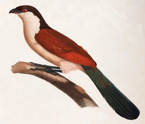 Eine Farbabbildung eines braunen Vogels mit grünem Schwanz