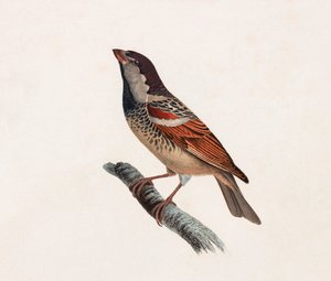 Eine Farbabbildung eines Vogels