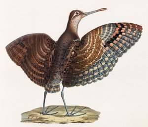 Eine Farbabbildung eines Vogels von Unbekannt