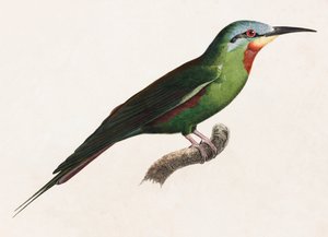 Eine Farbabbildung eines grünen Vogels