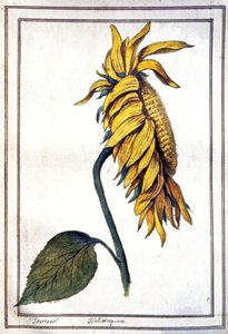 Eine Sonnenblume