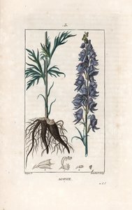 Aconit - Gravur von Lambert nach einer Zeichnung von Pierre Jean Francois Turpin (1775-1840), aus „La flore medicale, de Chaumeton, Poiret et Chamberet“, Paris 1830 - Eisenhut, Aconitum napellus, mit Blüten, Blättern und Wurzeln von Unbekannter Künstler