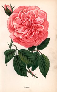 Adam-Rose, Sorte der Teerose, gezüchtet von Monsieur Adam aus Reims im Jahr 1838. Chromolithographie gezeichnet und lithographiert nach der Natur von F. Grobon aus Hippolyte Jamain und Eugene Forneys Les Roses von Unbekannter Künstler
