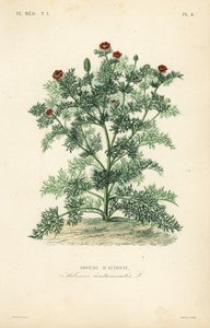 Adonisröschen oder Herbst-Adonisröschen, Adonis annua von Unbekannt