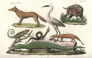 Afrikanische Tiere einschließlich Nilpferd, Chamäleon, Krokodil, Schlange usw. Handkolorierte Kupferstichgravur aus Giulio Ferrario