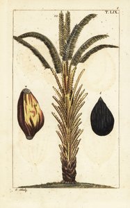 Afrikanische Ölpalme mit Früchten, Elaeis guineensis von Unbekannter Künstler