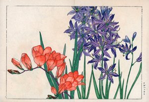 Agapanthus oder Nil-Lilie (blau) und Freesie. Afrikanische Lilie, Agapanthus africanus, und Freesie, Freesia refracta. Handkolorierter Holzschnitt aus Konan Tanigamis „Seiyou Sokazufu“ (Bildalbum westlicher Pflanzen und Blumen: Frühling), Unsodo, Kyoto