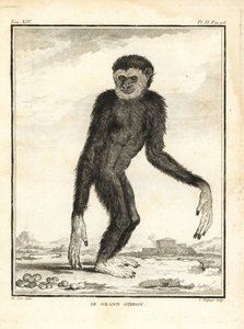 Agiler Gibbon, Hylobates agilis. Gefährdet. Der große Gibbon. Kupferstich von C. Baquoy nach einer Illustration von Jacques de Seve aus Georges-Louis Leclerc, Comte de Buffons Histoire Naturelle, Imprimerie Royale, Paris von Unbekannter Künstler