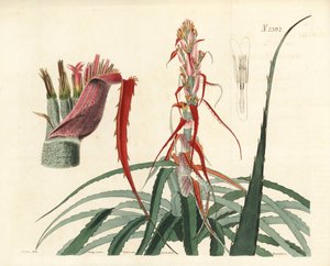 Aguava, Bromelia alsodes (Schmalblättrige Ananas, Bromelia sylvestris). Handkolorierter Kupferstich von Weddell nach einer botanischen Illustration von John Curtis aus William Curtis