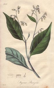 Alibouffier oder Styrax (Styrax benzoin) - Illustration aus „Medical Botanical, Description of the Medicinal Plants of London, Edinburgh, and Dublin“ von John Stephenson und James Morss Churchill
