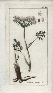 Bergkümmel (Meum athamanticum). Lithographie aus „Afbeelding der Artseny-Gewassen“ von Johannes Zorn (1739-1799), Niederlande