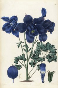 Alpen-Akelei, Aquilegia alpina. Handkolorierter Kupferstich von Weddell nach einer botanischen Illustration von Edward Dalton Smith aus Robert Sweets The British Flower Garden, Ridgeway, London