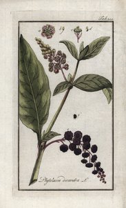 Amerikanische Traube oder Cayenne-Spinat oder Indien (Phytolacca decandra). Lithographie aus „Afbeelding der Artseny-Gewassen“ von Johannes Zorn (1739-1799), Niederlande von Unbekannter Künstler