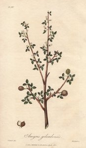 Amyris elemifera oder Elemi-Baum (Commiphora gileadensis) - Illustration aus „Medical Botanical, Description of the Medicinal Plants of London, Edinburgh and Dublin“ von John Stephenson und James Morss Churchill