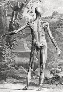 Anatomische Illustration