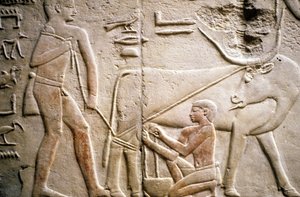 Altes Ägypten: Saqqara (oder Saqqarah oder Sakkara): Nekropole des Alten Reiches, Grab des Adligen. Detail der Reliefs, die das Melken eines Büffels darstellen von Leopold Blonder
