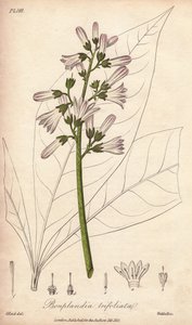 Angosturabaum, Angostura trifoliata von Unbekannter Künstler