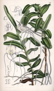Angraecum germinyanum, Madagaskar weiße Orchidee. Benannt nach Graf Adrien de Germiny, Frankreich. Zeichnung von Matilda Smith (1854-1926), Lithographie von J.N. Fitch in Curtis