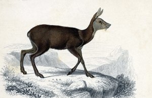 Tierbrett: Hirschferkel (Moschus Pygnueus). Säugetiere, vierfüßige Wiederkäuer - in „Dictionnaire universel d