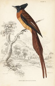 Annobon-Paradiesfliegenschnäpper, Terpsiphone smithii, gefährdet. (Rufous-bellied Fliegenschnäpper, Muscipeta rufiventer). Handkolorierter Stahlstich von William Lizars nach William Swainson aus Sir William Jardine
