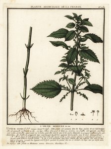 Einjährige Brennnessel, Urtica urens