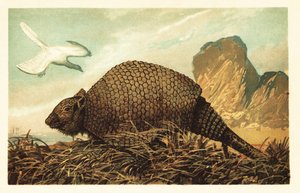 Archaeopteryx lithographica und Panochthus tuberculatus. 1908 (Lithografie) von Unbekannter Künstler