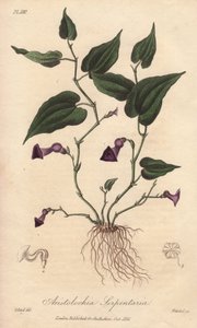 Aristoloche (Aristolochia serpentaria) - Illustration aus „Medical Botanical, Description of the Medicinal Plants of London, Edinburgh and Dublin“ von John Stephenson und James Morss Churchill
