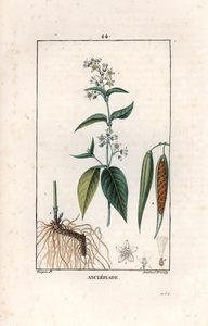 Asclepiade oder Herbe à la wadding oder Herbe aux parruches - Gravur von Lambert fils, nach einer Zeichnung von Pierre Jean Francois Turpin (1775-1840), aus „La flore medicale, de Chaumeton, Poiret et Chamberet“, Paris 1830 - Schwalbenwurz, Vincetoxicum hi von Unbekannter Künstler