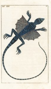 Asiatischer Flugdrache - Starkes Wasser von Gottlieb Tobias Wilhelm (1758-1811), aus Enzyklopädie der Naturgeschichte: Amphibien von Unbekannter Künstler