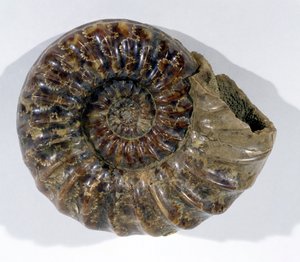 Asteroceras obtusum (Ammonit) gefunden in Lyme Regis, Dorset, Unterjura von Unbekannt