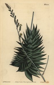 Astroloba spiralis (Pentagonale Aloe) von Unbekannt