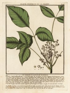 Atlantische Giftsumach, Toxicodendron pubescens