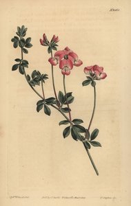 Australischer Hornklee