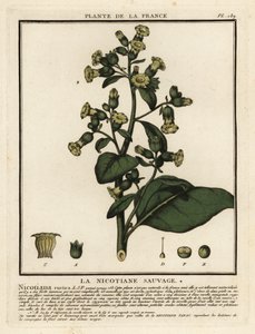 Aztekentabak, Nicotiana rustica von Unbekannter Künstler