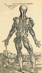 Rückseite des männlichen Körpers, eine anatomische Studie ursprünglich veröffentlicht in De Humani Corporis Fabrica Libri Septem von Andreas Vesalius, veröffentlicht in Basel